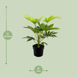 Afmetingen van de vingerplant Kenzo: hoogte 50cm en potmaat 17cm