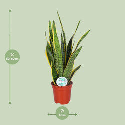Afmetingen hoge Sansevieria Laurentii Laurent: hoogte 60cm potmaat 17cm