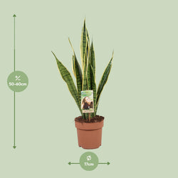 Afmetingen Sansevieria Laurentii Laurent: hoogte 60cm potmaat 17cm