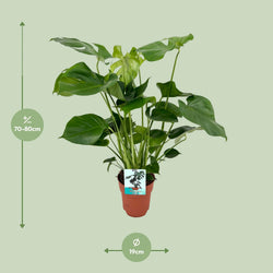 Afmetingen Monstera deliciosa Maria: hoogte 60cm en potmaat 19cm
