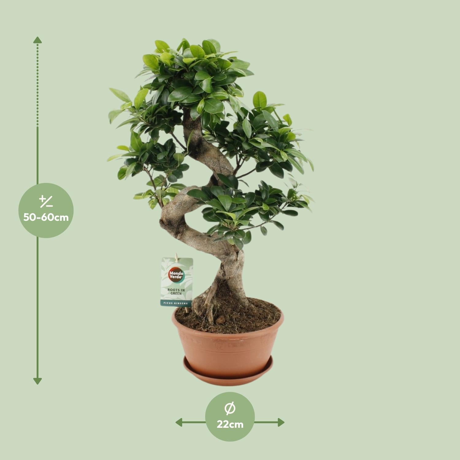 Afmetingen Ficus ginseng Yin: hoogte 60cm en potmaat 22cm