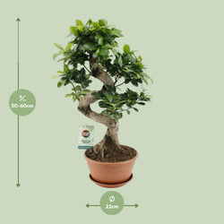 Afmetingen Ficus ginseng Yin: hoogte 60cm en potmaat 22cm