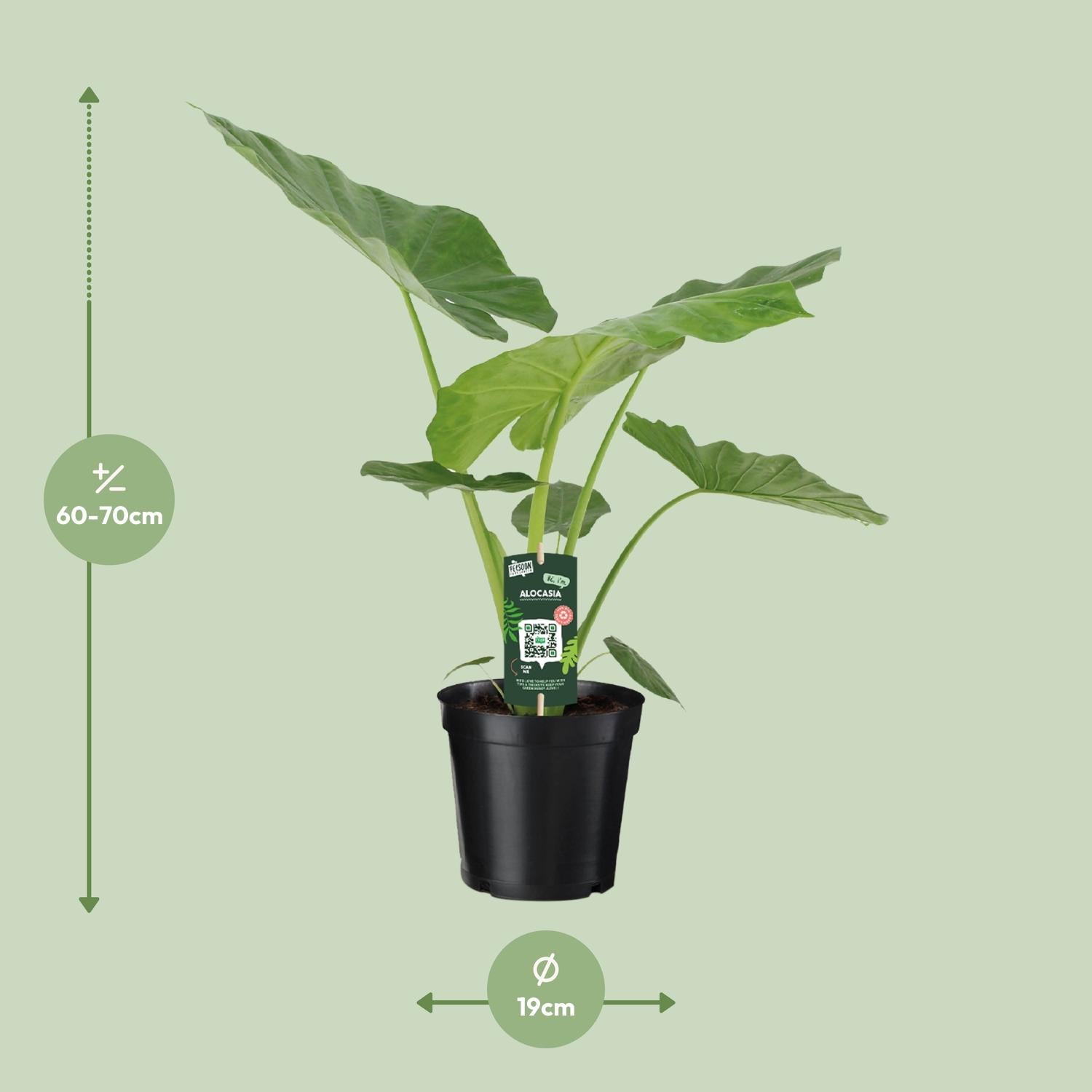 Afmetingen Alocasia macrorrhiza Makki: hoogte 70cm potmaat 19cm