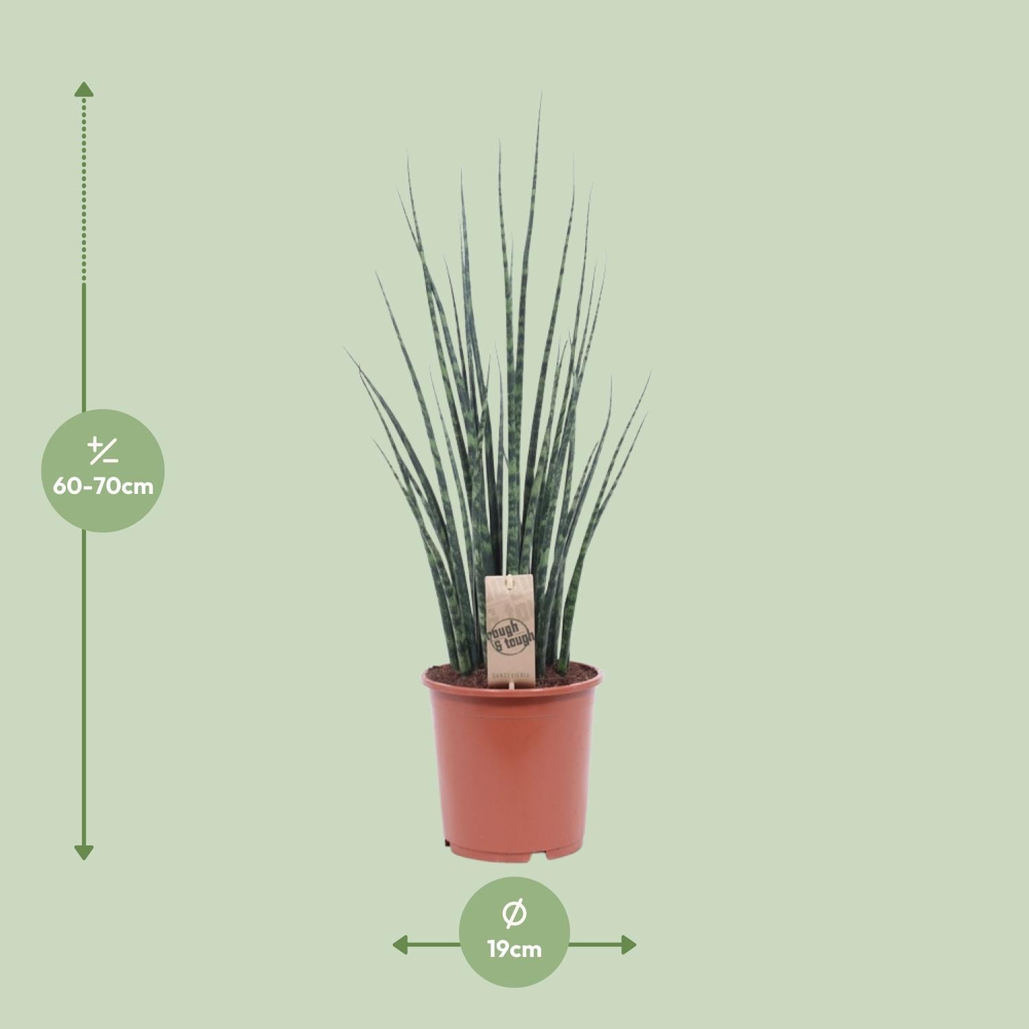 Afmetingen Sansevieria fernwood Mikado Roxy: hoogte 70cm potmaat 19cm