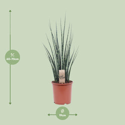 Afmetingen Sansevieria fernwood Mikado Roxy: hoogte 70cm potmaat 19cm