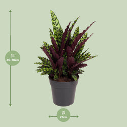 Afmetingen Calathea insignis Anne Fleur: hoogte 70cm potmaat 27cm