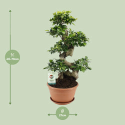Afmetingen Ficus ginseng Yin: hoogte 70cm en potmaat 27cm