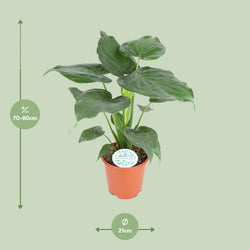 Afmetingen Alocasia cucullata Cucu: hoogte 80cm potmaat 21cm