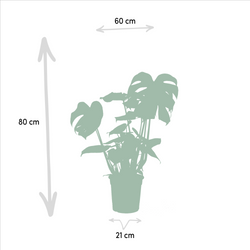 Afmetingen Monstera Maria: hoogte 80cm en potmaat 21cm overzicht