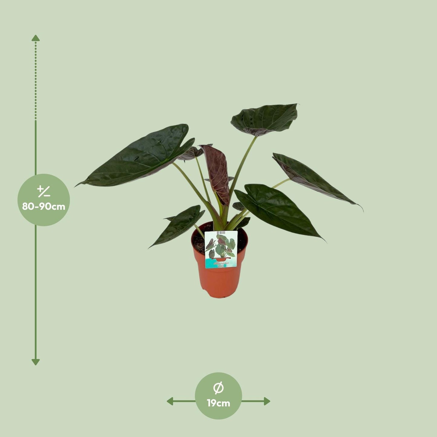 Afmetingen Alocasia wentii Wendy: hoogte 90cm potmaat 19cm