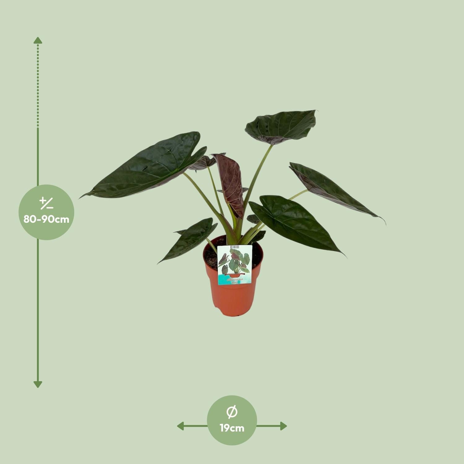 Afmetingen Alocasia wentii Wendy: hoogte 90cm potmaat 19cm
