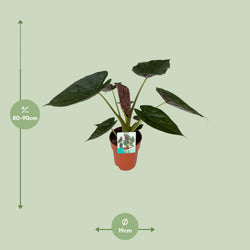 Afmetingen Alocasia wentii Wendy: hoogte 90cm potmaat 19cm