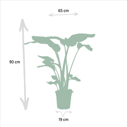 Afmetingen Strelitzia nicolai Nico: hoogte 90cm en potmaat 19cm overzicht