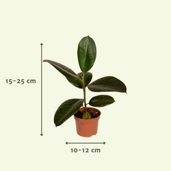 Indicatie van de hoogte en breedte van de planten in de verrassingsbox van 12 stuks