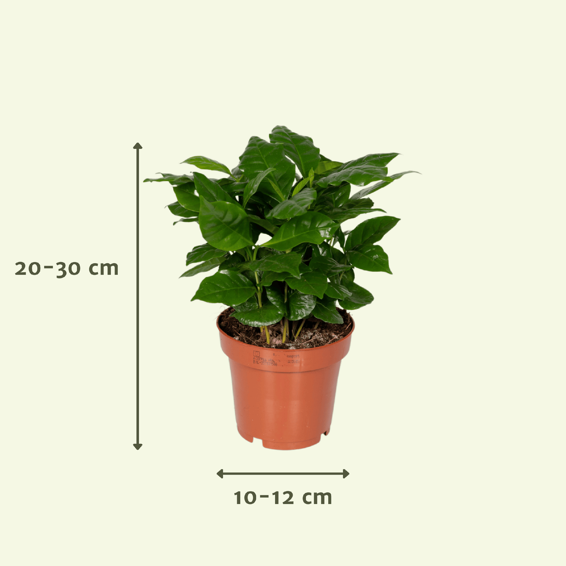Indicatie van de hoogte en breedte van de planten in de verrassingsbox van 5 stuks