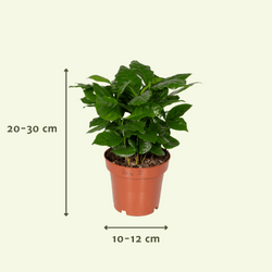 Indicatie van de hoogte en breedte van de planten in de verrassingsbox van 5 stuks