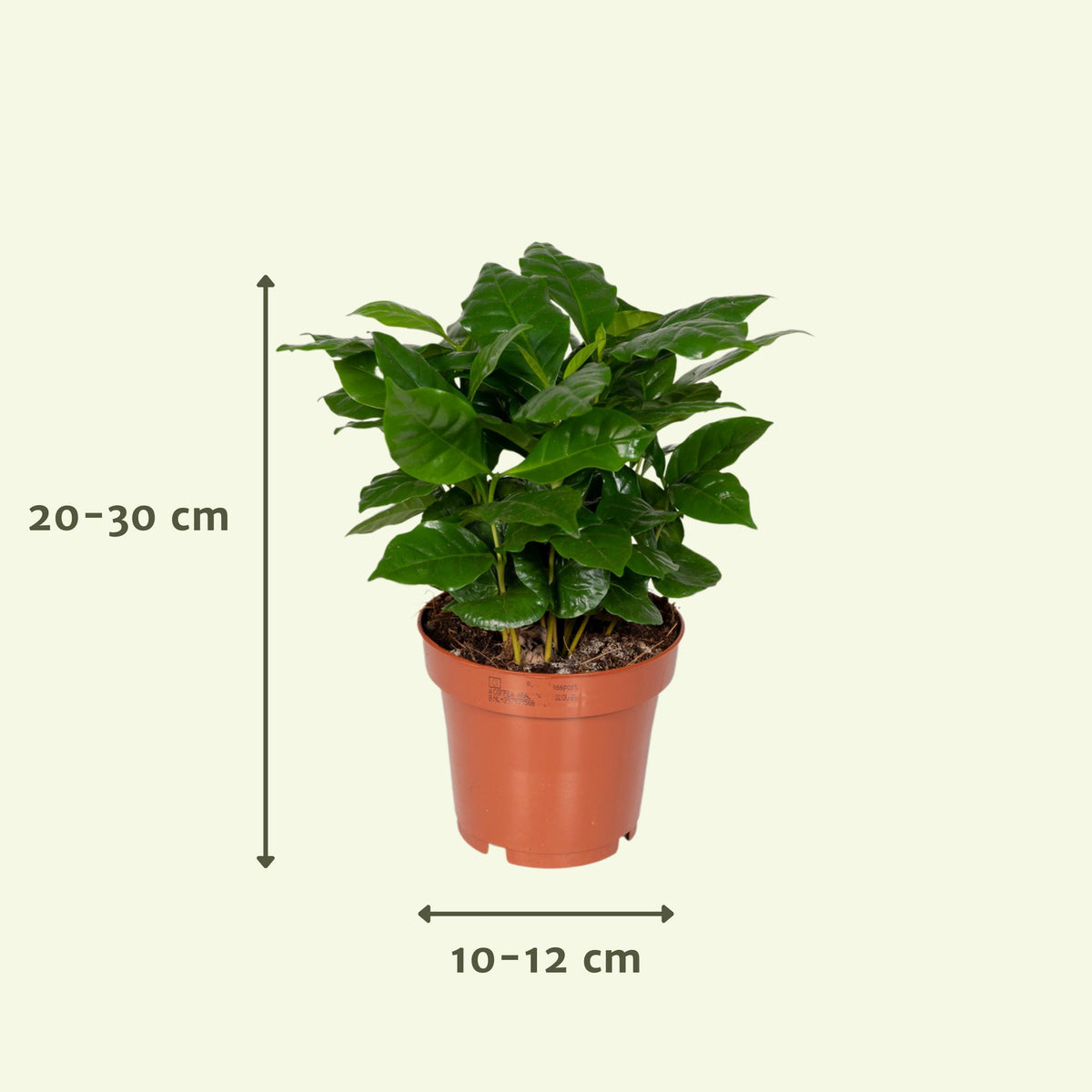 Indicatie van de hoogte en breedte van de planten uit de verrassingsbox