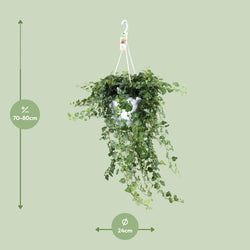 Afmetingen van de Hedera Lucia: lengte 80cm en breedte hangpot 24cm