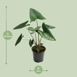 Afmetingen van de Alocasia Zebrina plant voor indirect licht of halfschaduw - hoogte 60cm en potmaat Ø21cm.