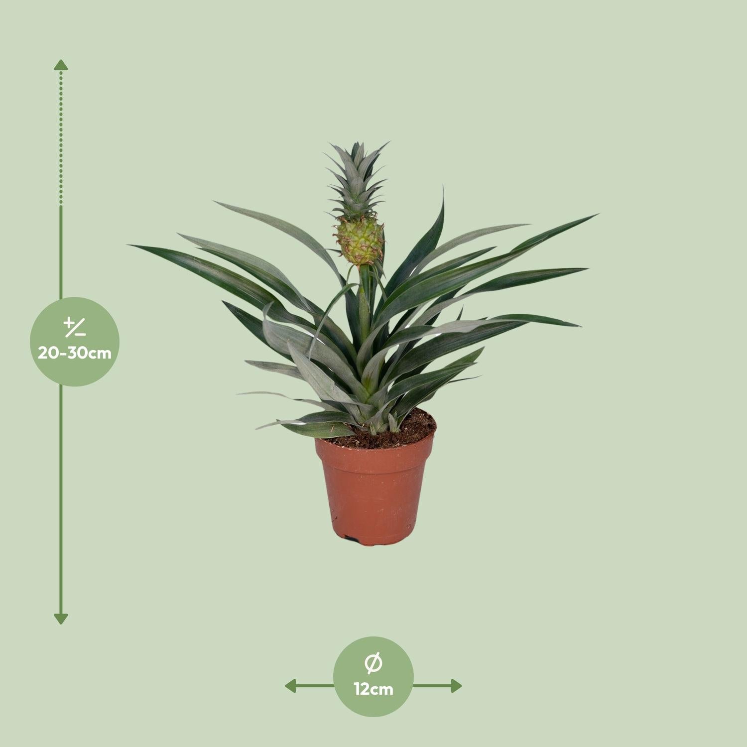 Afmetingen en maattabel van de Bromelia Ananas plant Sunny - hoogte 30cm en potmaat Ø12cm.