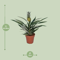 Afmetingen en maattabel van de Bromelia Ananas plant Sunny - hoogte 30cm en potmaat Ø12cm.
