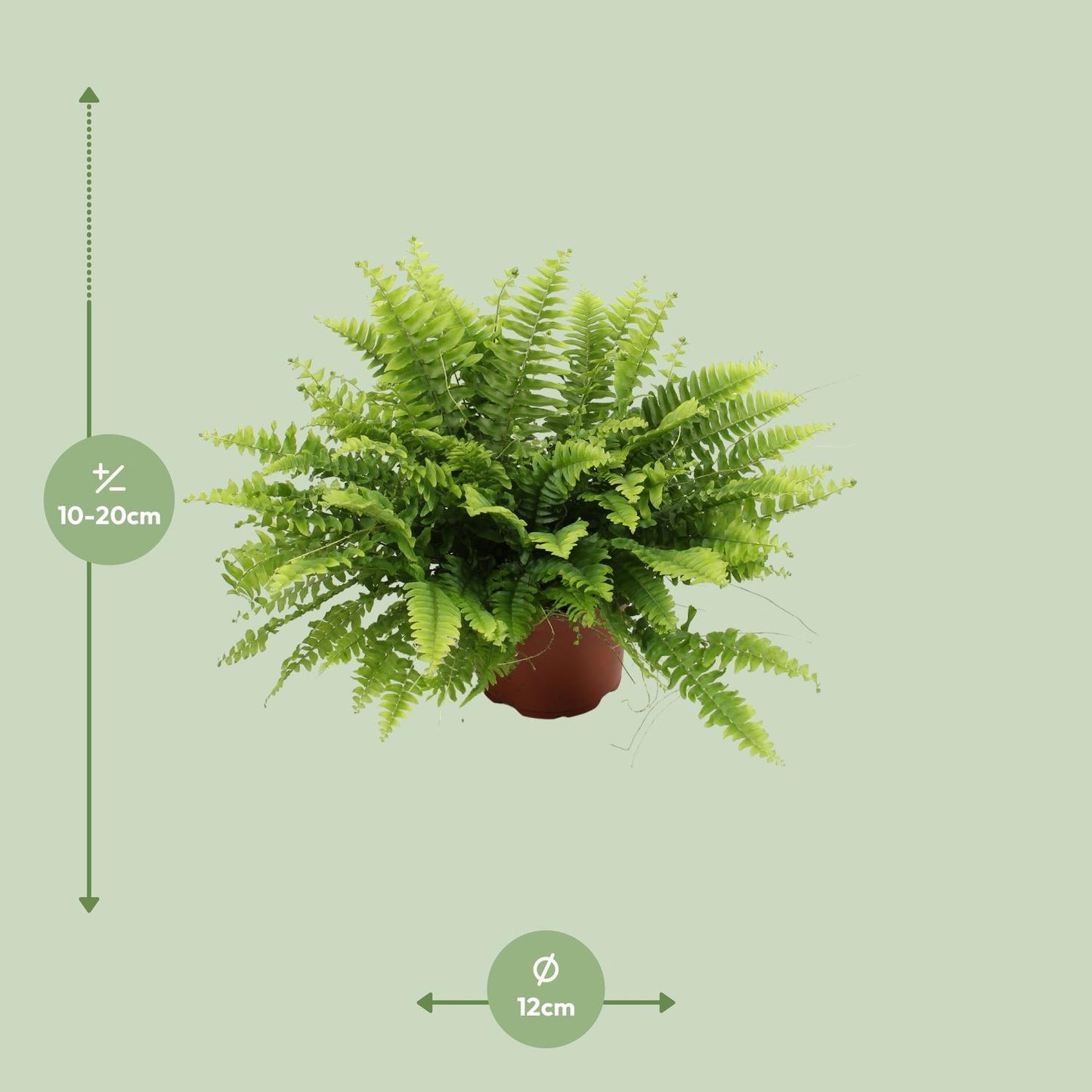 Afmetingen van de Nephrolepis Bostonvaren hangplant voor de schaduw - deze plant is 20 cm hoog en 12 cm breed.
