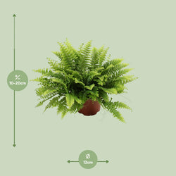 Afmetingen van de Nephrolepis Bostonvaren hangplant voor de schaduw - deze plant is 20 cm hoog en 12 cm breed.