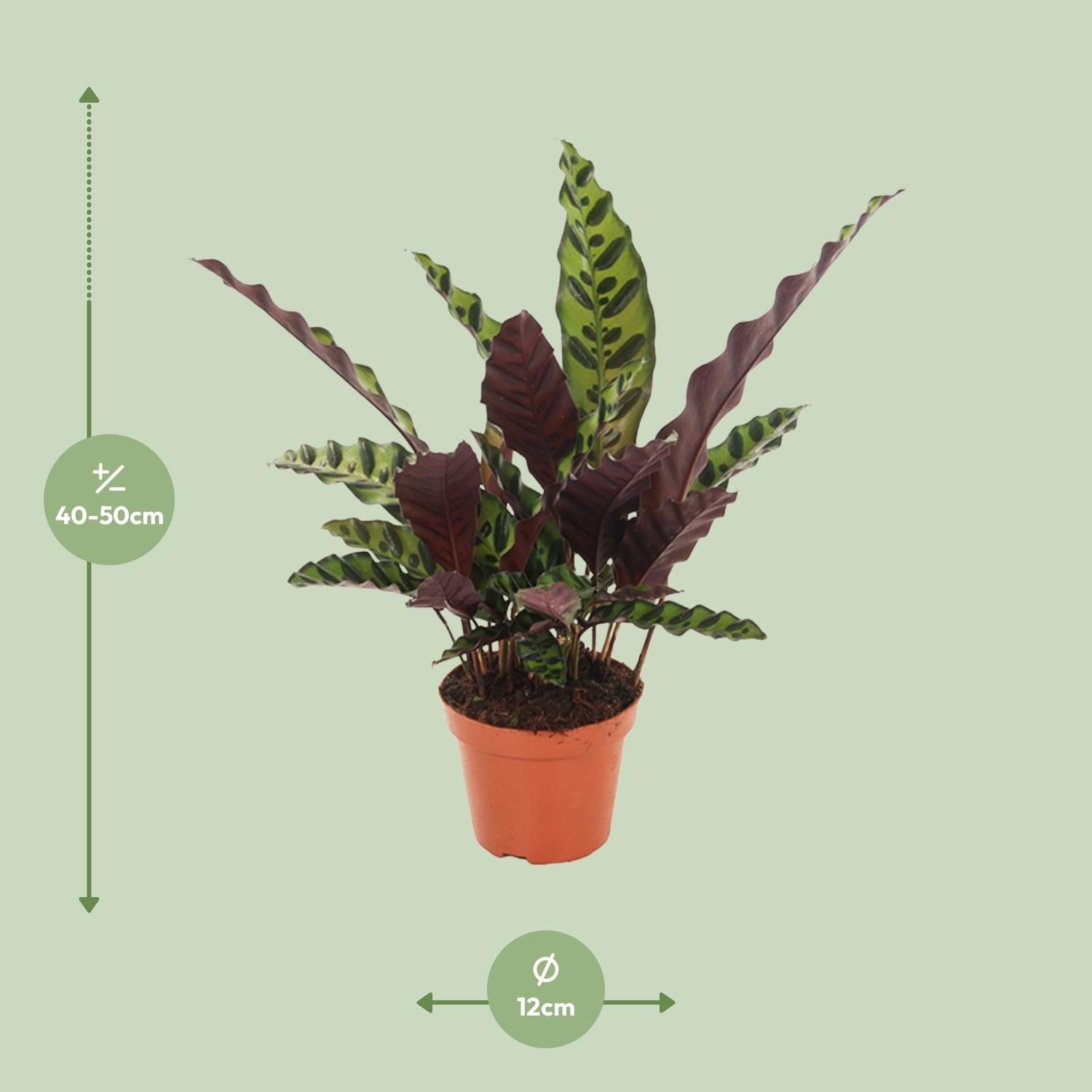 Afmetingen Calathea Insignis Anne-Fleur Schaduwplant 50cm