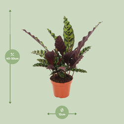 Afmetingen Calathea Insignis Anne-Fleur Schaduwplant 50cm