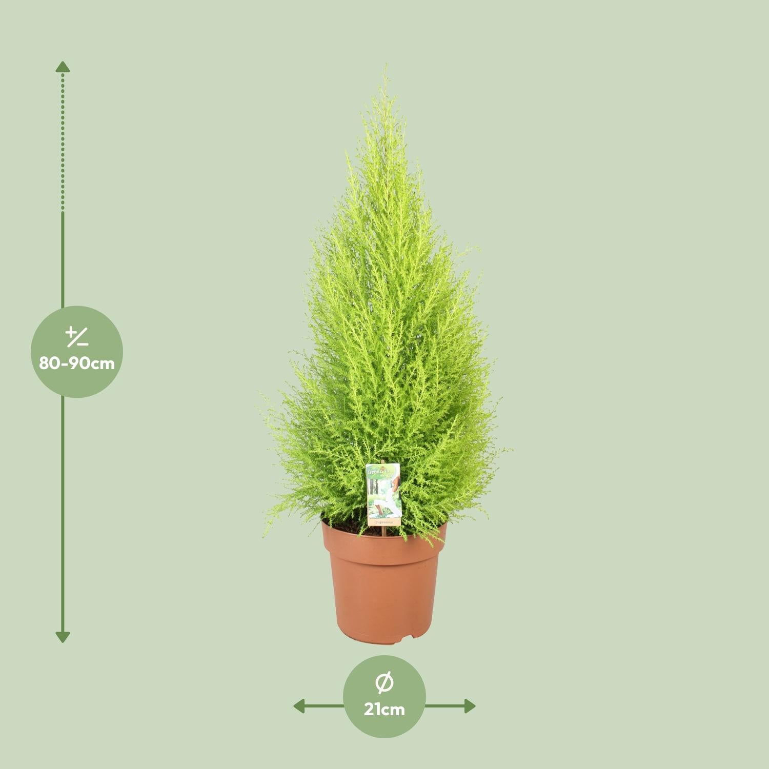 Afmetingen van de Cupressus Goldcrest Wilma kamercipres als alternatieve kerstboom - deze plant is 90 cm hoog en 21 cm breed.