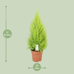 Afmetingen van de Cupressus Goldcrest Wilma kamercipres als alternatieve kerstboom - deze plant is 90 cm hoog en 21 cm breed.