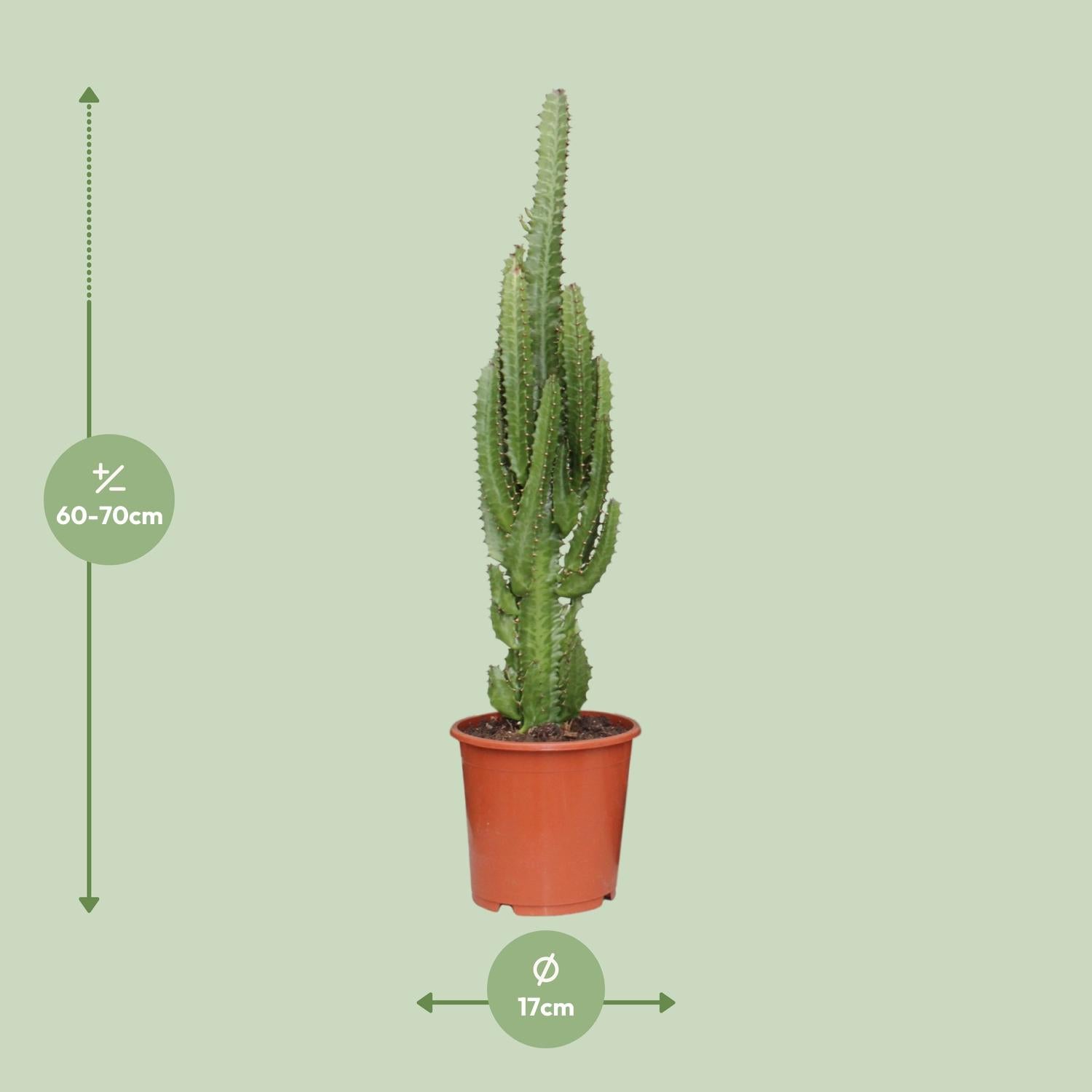 Afmetingen van de Euphorbia trigona cactus voor volle zon en indirect licht - hoogte 60cm en potmaat Ø17cm.