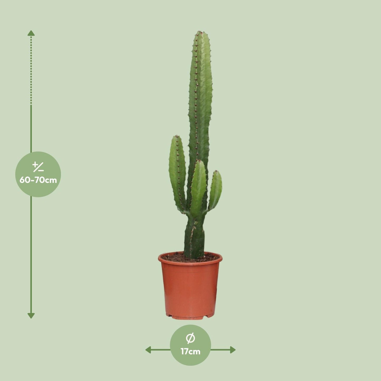 Afmetingen van de Euphorbia acrurensis cowboycactus voor veel licht - deze plant is 70 cm hoog en 17 cm breed.