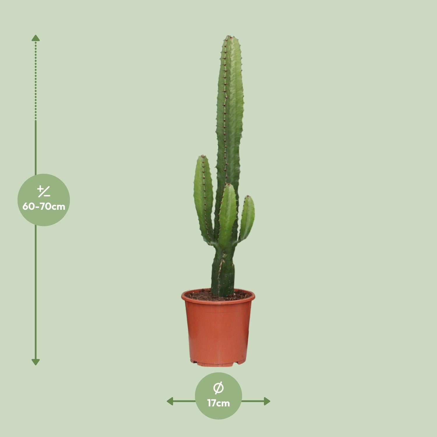 Afmetingen van de Euphorbia acrurensis cowboycactus voor veel licht - deze plant is 70 cm hoog en 17 cm breed.