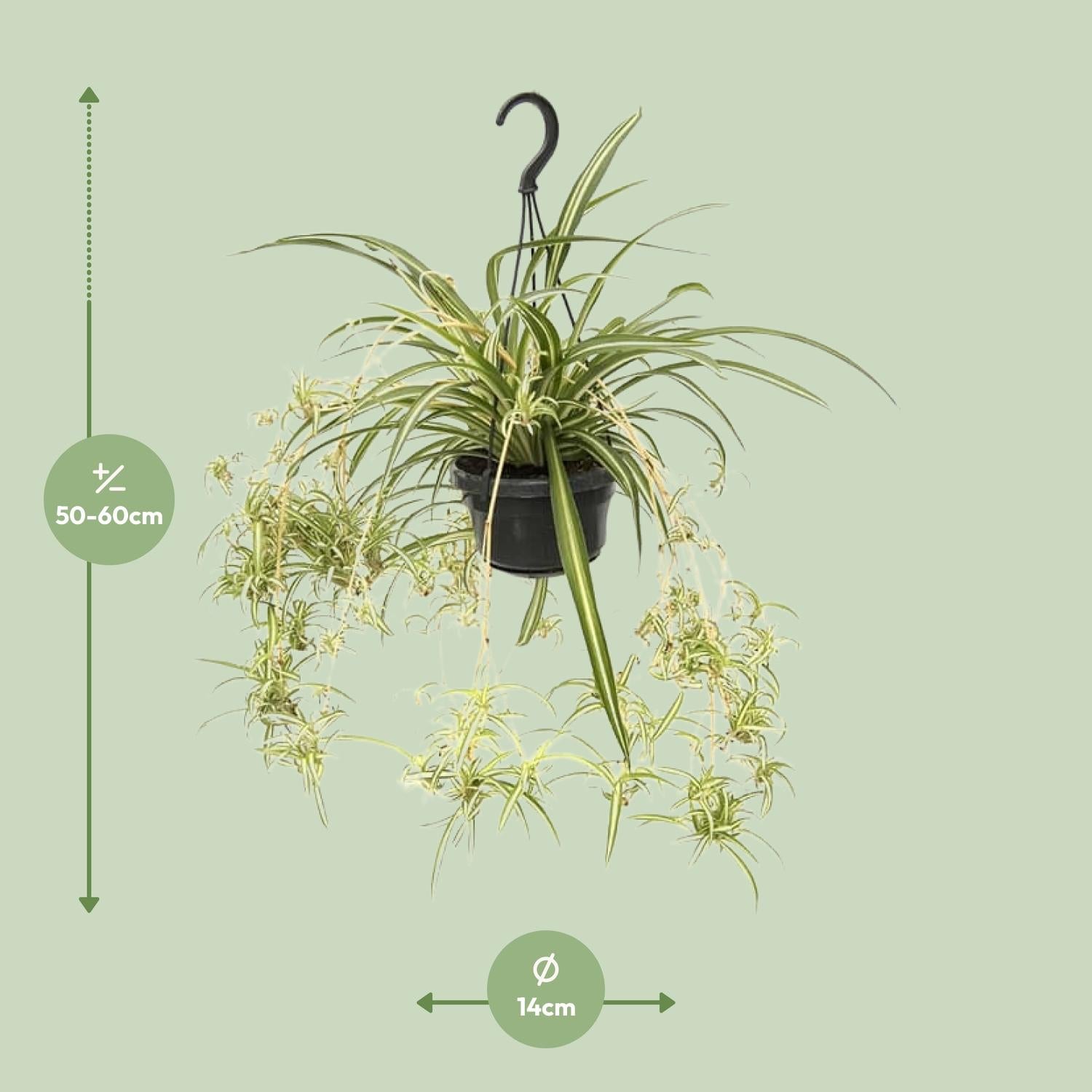 Afmetingen van het Chlorophytum comosum graslelie hangplantje voor indirect licht of halfschaduw - deze plant is 30 cm hoog en 14 cm breed.