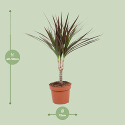 Afmetingen van de Dracaena marginata Magenta drakenbloedboom voor indirect licht - deze plant is 50 cm hoog en 12 cm breed.