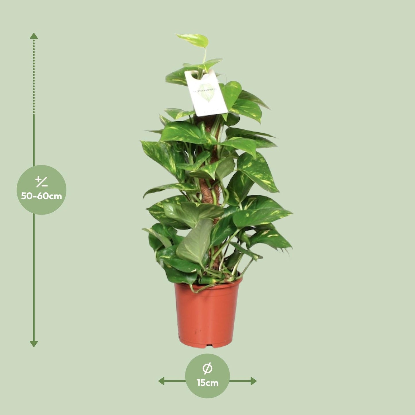 Afmetingen van de Epipremnum pinnatum drakenklimop hangplant voor schaduw - deze plant is 60 cm hoog en 15 cm breed.