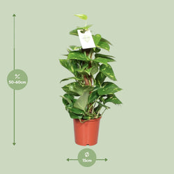 Afmetingen van de Epipremnum pinnatum drakenklimop hangplant voor schaduw - deze plant is 60 cm hoog en 15 cm breed.