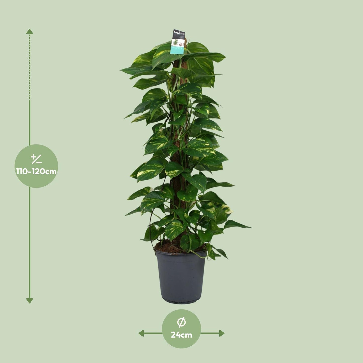 Afmetingen van de grote Epipremnum pinnatum drakenklimop op mosstok voor indirect licht - deze plant is 120 cm hoog en 24 cm breed.
