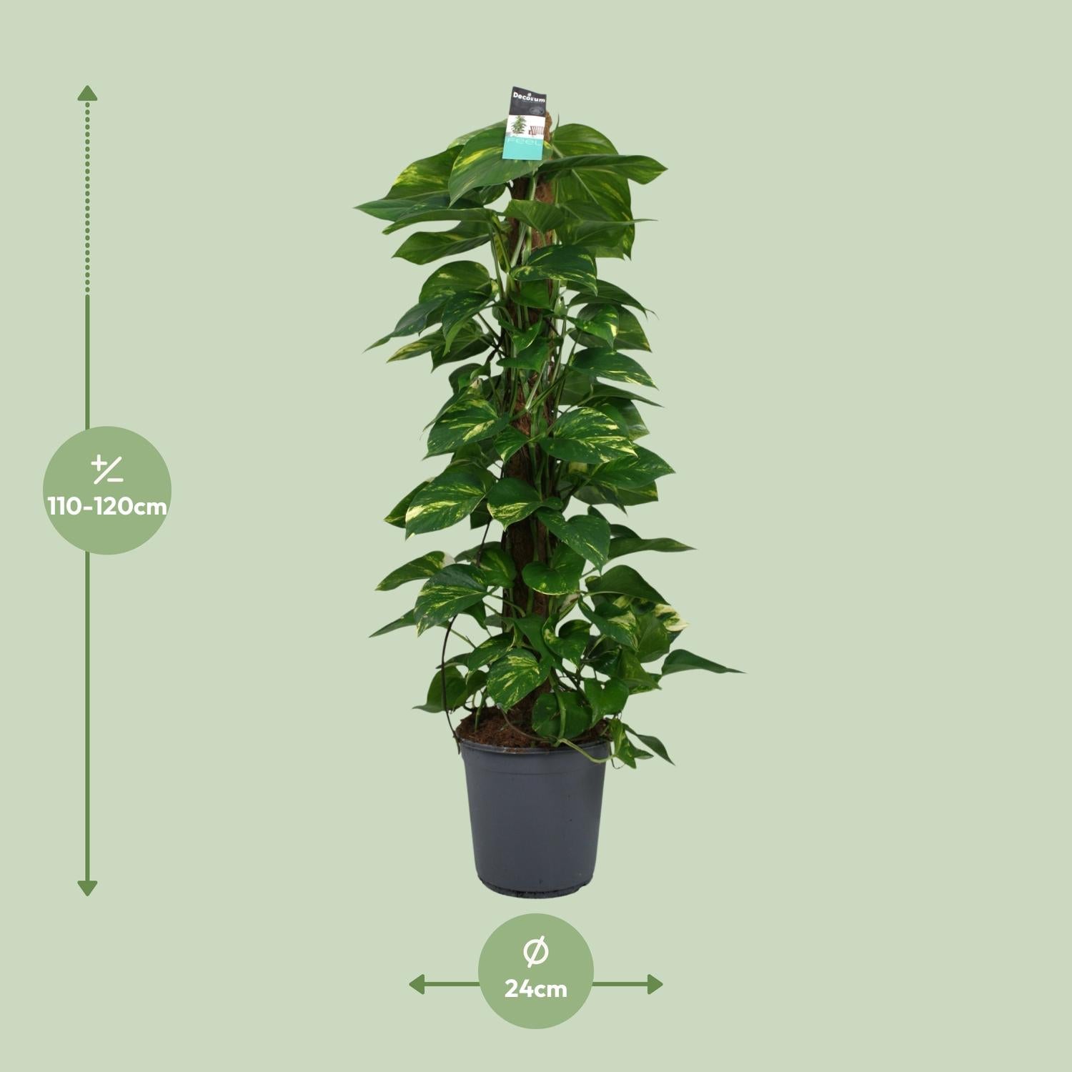 Afmetingen van de grote Epipremnum pinnatum drakenklimop op mosstok voor indirect licht - deze plant is 120 cm hoog en 24 cm breed.