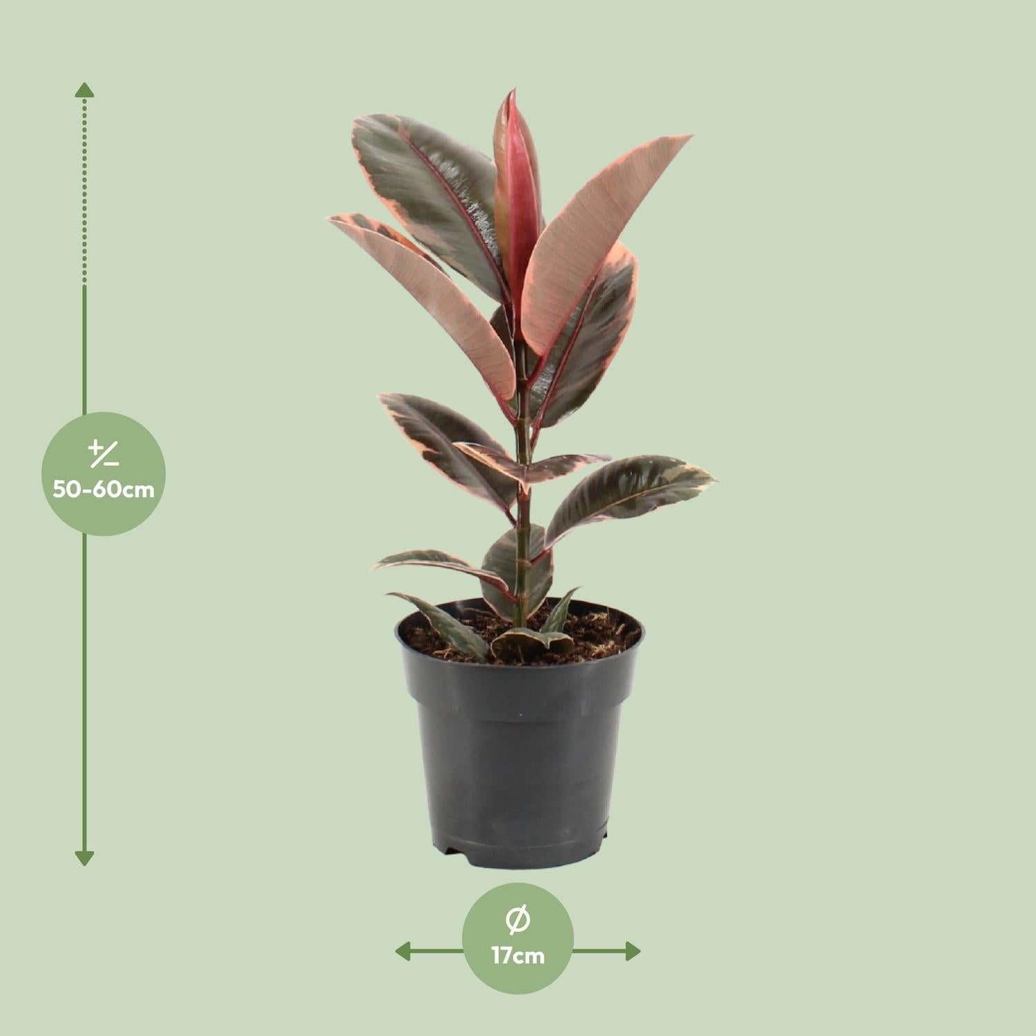 Afmetingen van de Ficus elastica Belize rubberplant voor indirect licht - deze plant is 55 cm hoog en 17 cm breed.