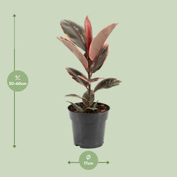 Afmetingen van de Ficus elastica Belize rubberplant voor indirect licht - deze plant is 55 cm hoog en 17 cm breed.