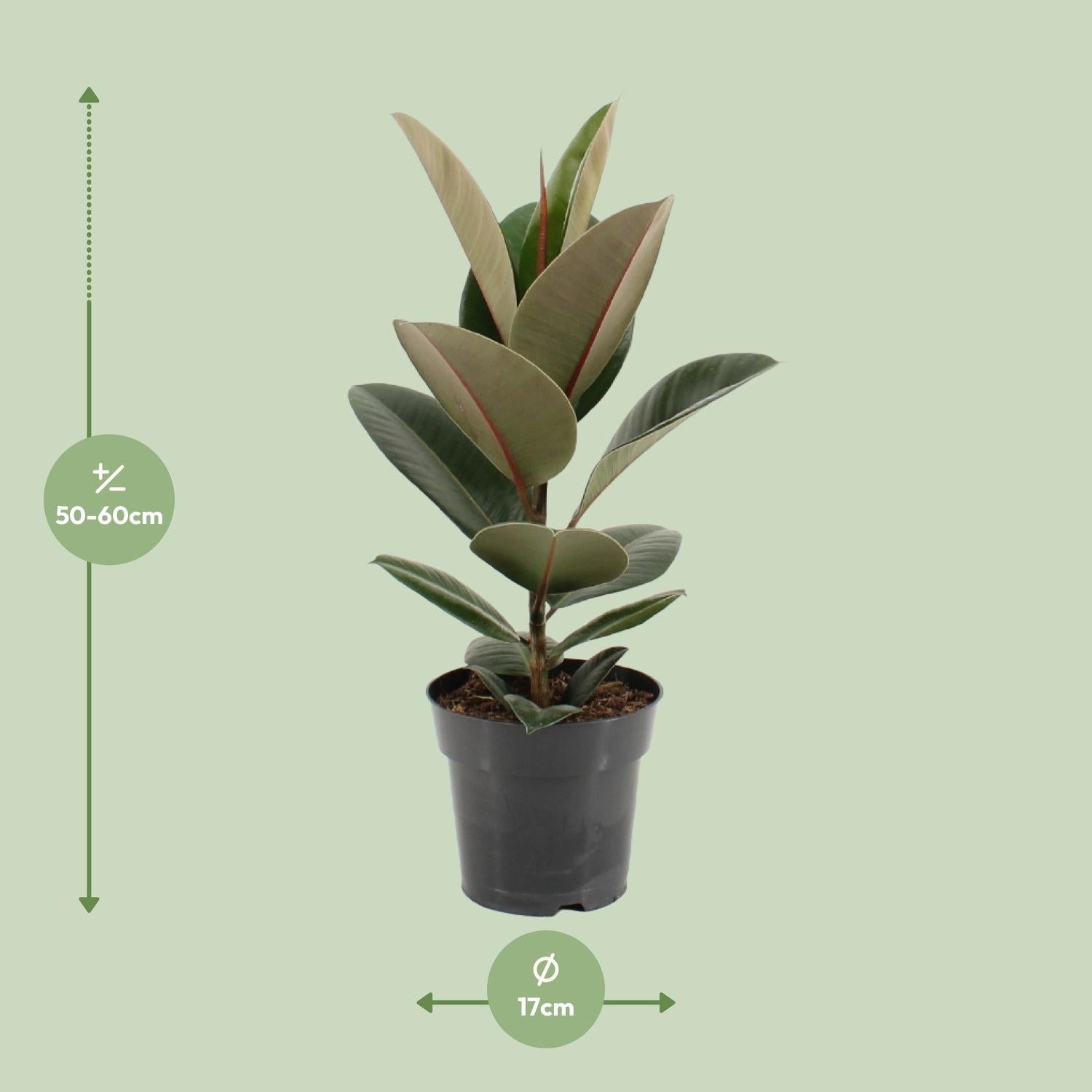 Afmetingen van de Ficus elastica Robusta rubberplant voor indirect licht - deze plant is 60 cm hoog en 17 cm breed.