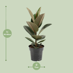 Afmetingen van de Ficus elastica Robusta rubberplant voor indirect licht - deze plant is 60 cm hoog en 17 cm breed.