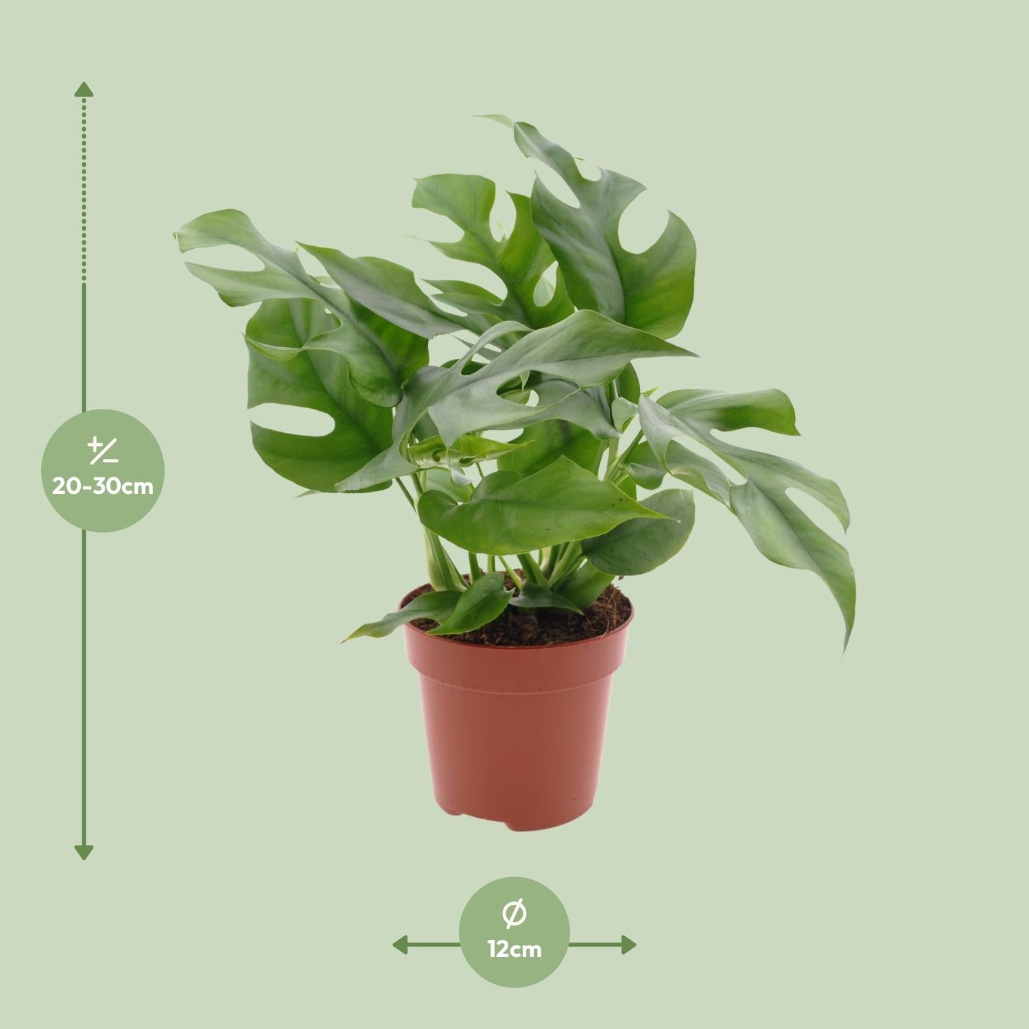 Afmetingen van de mini gatenplant voor indirect licht - hoogte 30cm en potmaat Ø12cm.