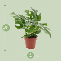 Afmetingen van de mini gatenplant voor indirect licht - hoogte 30cm en potmaat Ø12cm.
