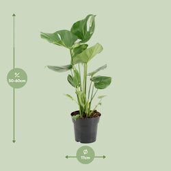 Afmetingen van de Monstera deliciosa gatenplant voor indirect licht - hoogte 60cm en potmaat Ø17cm.