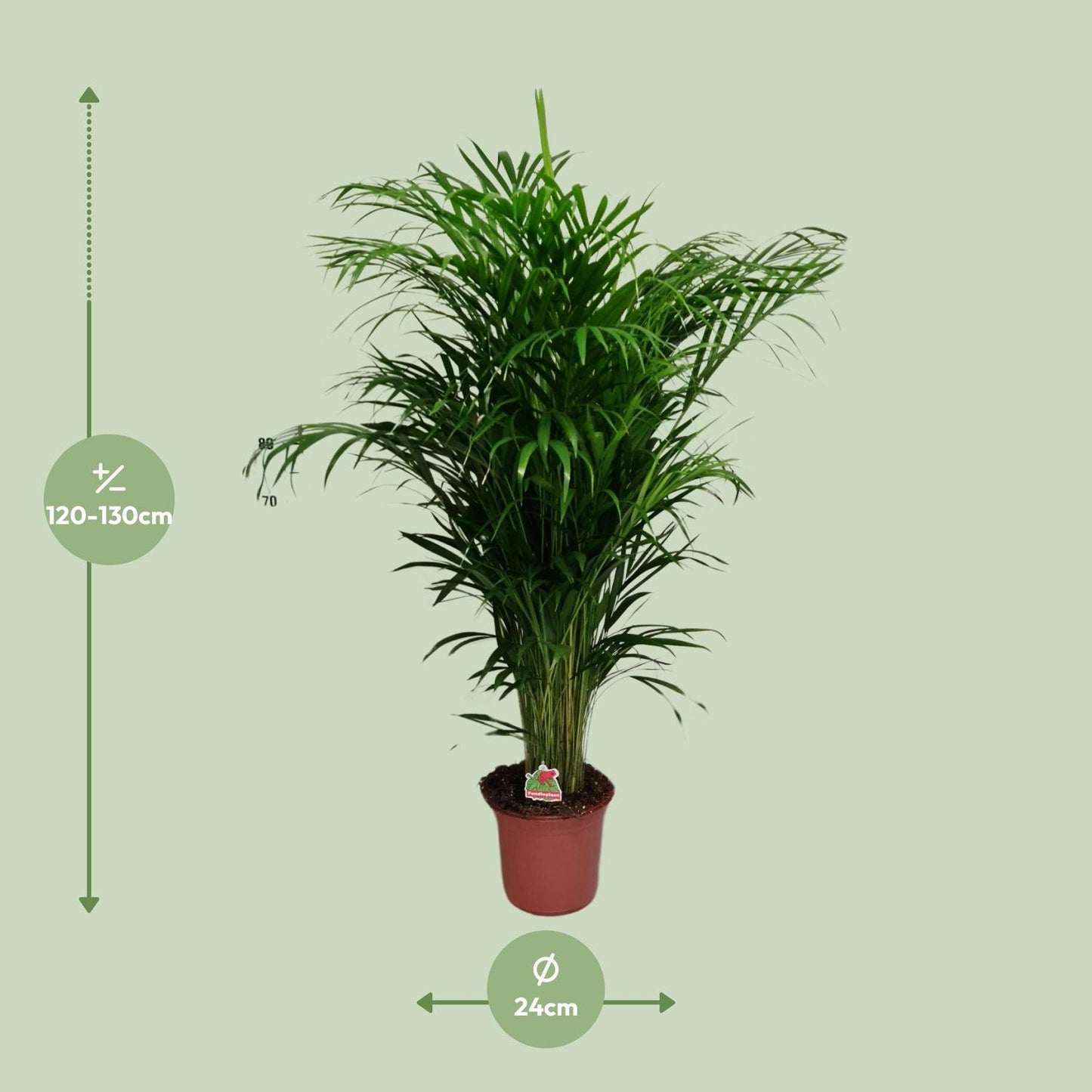 Afmetingen van de Dypsis Lutescens Areca palm voor indirect licht - hoogte 130cm en potmaat Ø24cm.