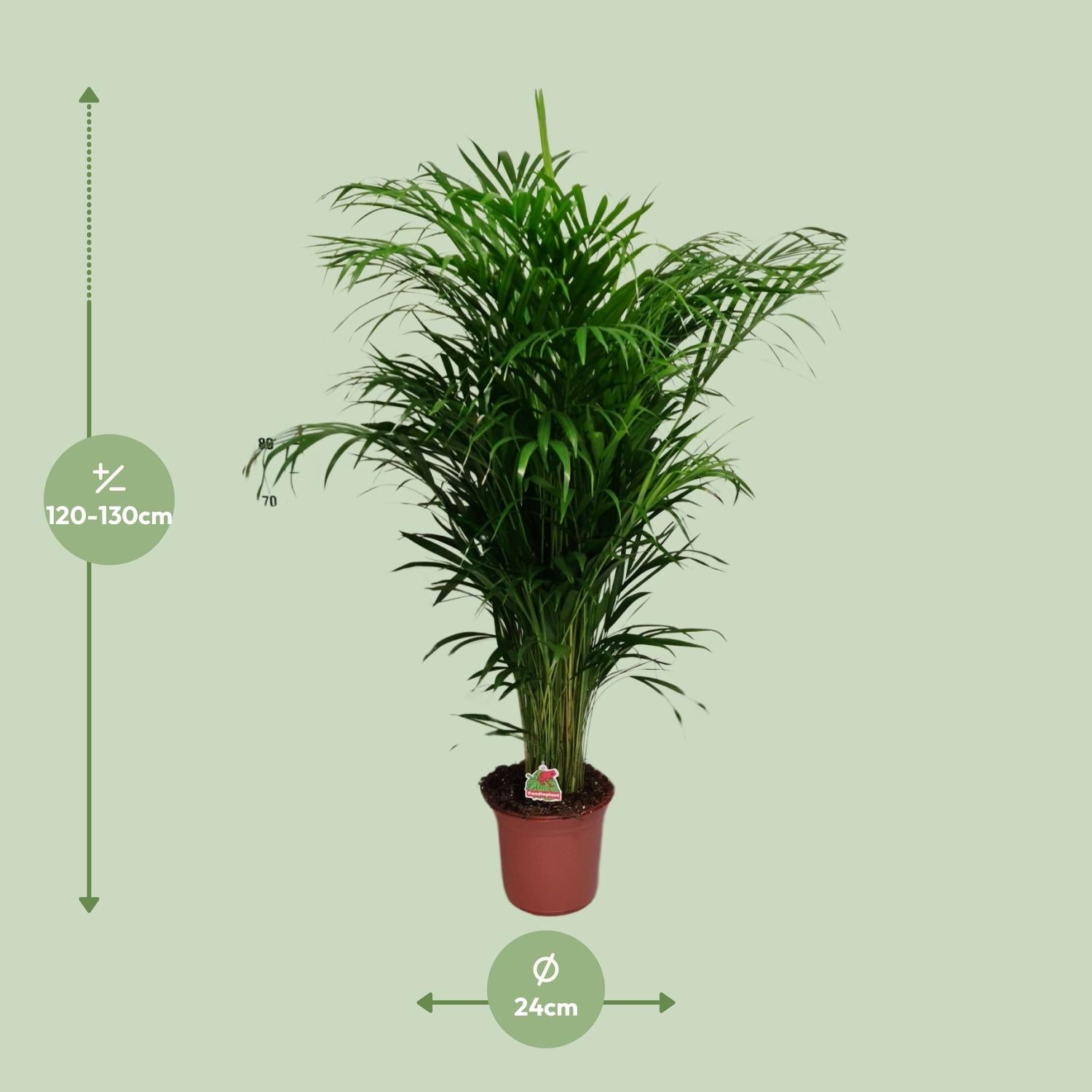 Afmetingen van de Dypsis Lutescens Areca palm voor indirect licht - hoogte 130cm en potmaat Ø24cm.