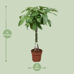 Afmetingen van de Pachira aquatica geldboom voor indirect licht of halfschaduw - deze plant is 120 cm hoog en 24 cm breed.